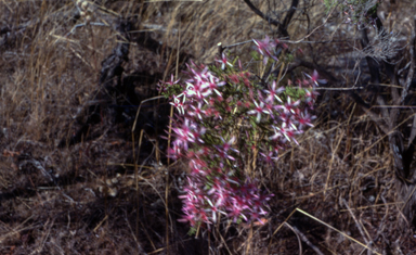 APII jpeg image of Calytrix exstipulata  © contact APII