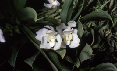 APII jpeg image of Sarcochilus falcatus  © contact APII