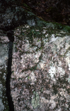 APII jpeg image of Bulbophyllum bowkettiae  © contact APII