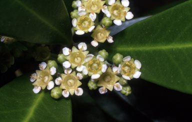 APII jpeg image of Tristania exiliflora  © contact APII