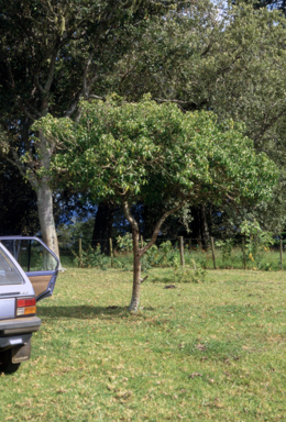 APII jpeg image of Myoporum obscurum  © contact APII