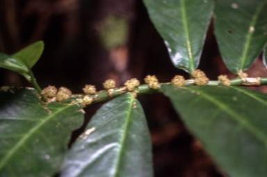 APII jpeg image of Pocris montana  © contact APII