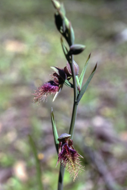 APII jpeg image of Calochilus robertsonii  © contact APII