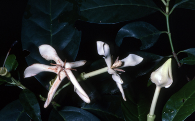 APII jpeg image of Randia audasii  © contact APII