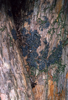 APII jpeg image of Leptogon sp.  © contact APII