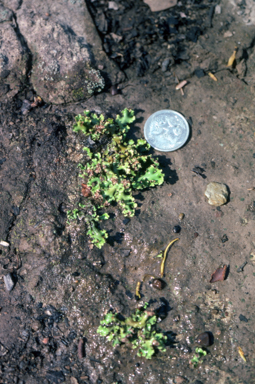 APII jpeg image of Heterodea muelleri  © contact APII