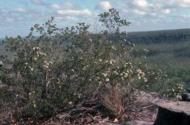 APII jpeg image of Homoranthus tropicus  © contact APII