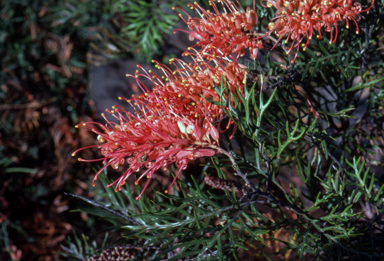 APII jpeg image of Grevillea 'Superb'  © contact APII
