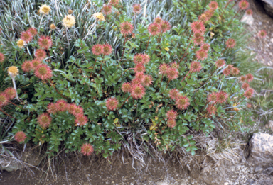 APII jpeg image of Acaena novae-zelandiae  © contact APII