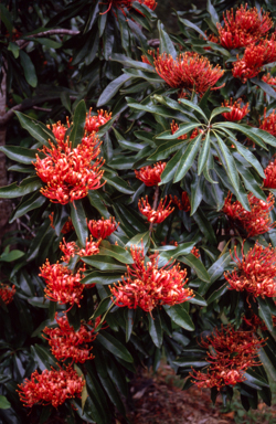 APII jpeg image of Alloxylon flammeum  © contact APII