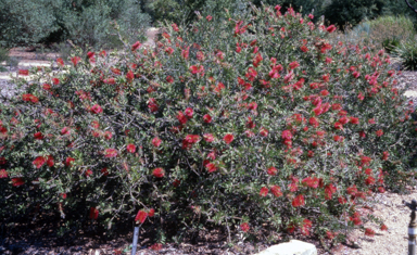APII jpeg image of Callistemon citrinus  © contact APII
