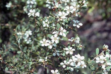 APII jpeg image of Leptospermum laevigatum  © contact APII