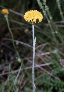 APII jpeg image of Ammobium craspedioides  © contact APII