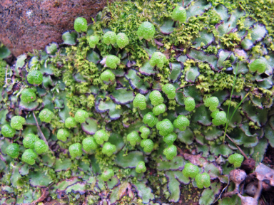 APII jpeg image of Asterella drummondii  © contact APII