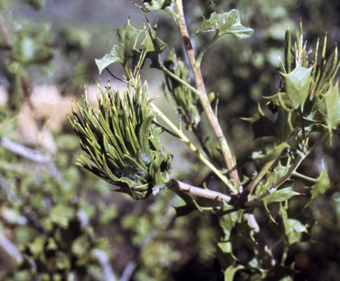 APII jpeg image of Adenanthos acanthophyllus  © contact APII