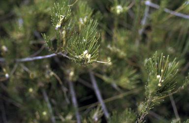 APII jpeg image of Adenanthos apiculatus  © contact APII