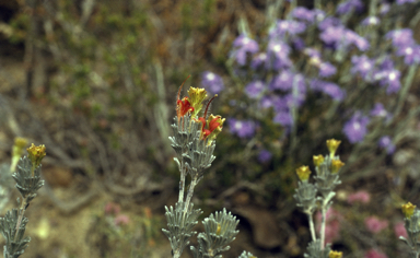 APII jpeg image of Adenanthos flavidiflorus  © contact APII