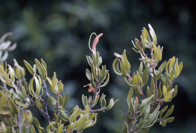 APII jpeg image of Adenanthos glabrescens subsp. exasperatus  © contact APII