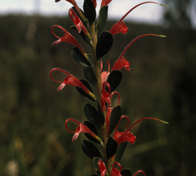 APII jpeg image of Adenanthos obovatus  © contact APII