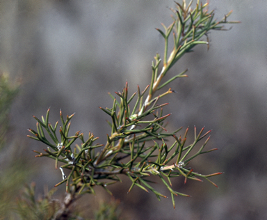 APII jpeg image of Adenanthos pungens subsp. pungens  © contact APII