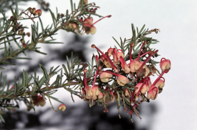APII jpeg image of Grevillea glabella 'Lara Dwarf'  © contact APII