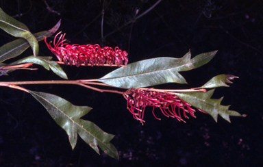 APII jpeg image of Grevillea 'Poorinda Royal Mantle'  © contact APII