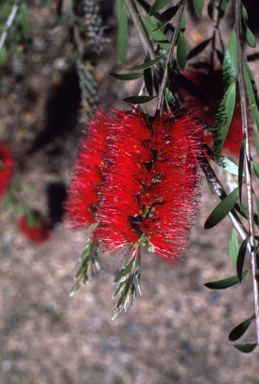 APII jpeg image of Callistemon 'Firebrand'  © contact APII