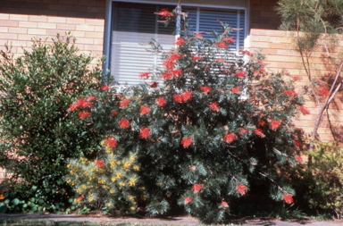 APII jpeg image of Grevillea bipinnatifida x biggenden  © contact APII