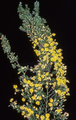 APII jpeg image of Pultenaea pedunculata 'Pyalong Gold'  © contact APII