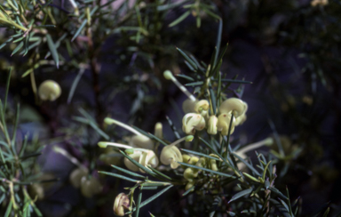 APII jpeg image of Grevillea rosmarinifolia 'Lutea'  © contact APII
