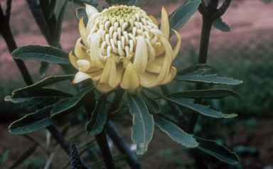 APII jpeg image of Telopea speciosissima  © contact APII