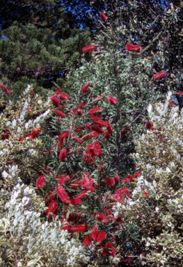 APII jpeg image of Callistemon 'Kings Park Special'  © contact APII