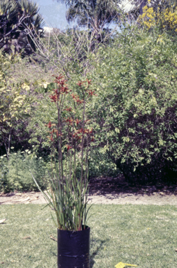 APII jpeg image of Anigozanthos 'Spence's Spectacular'  © contact APII
