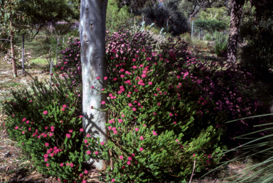 APII jpeg image of Pimelea 'Magenta Mist'  © contact APII