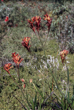 APII jpeg image of Anigozanthos 'Ruby Jools'  © contact APII