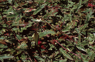 APII jpeg image of Grevillea 'Sunkissed Waters'  © contact APII