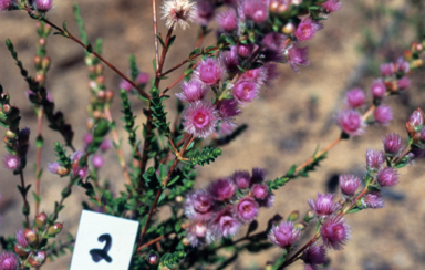 APII jpeg image of Verticordia 'Venus Pink'  © contact APII