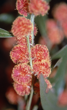 APII jpeg image of Acacia leprosa 'Murrindini Fireball'  © contact APII