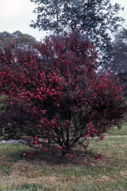 APII jpeg image of Leptospermum scoparium cv  © contact APII