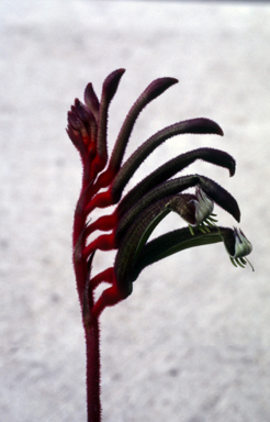 APII jpeg image of Anigozanthos 'Galpmi'  © contact APII