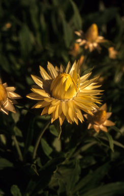 APII jpeg image of Xerochrysum 'Lemon Mist'  © contact APII