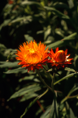 APII jpeg image of Xerochrysum 'Fire Ball'  © contact APII