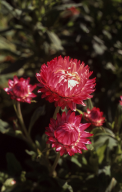 APII jpeg image of Xerochrysum 'Pink Delight'  © contact APII