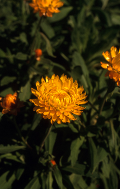 APII jpeg image of Xerochrysum 'Golden Wish'  © contact APII