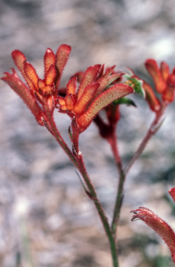 APII jpeg image of Anigozanthos 'Dwarf Delight'  © contact APII