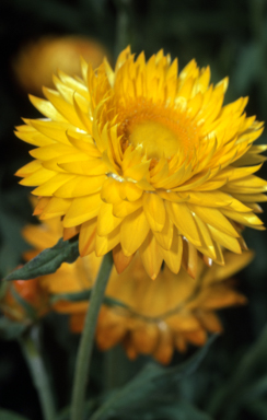 APII jpeg image of Xerochrysum bracteatum 'Princess of Wales'  © contact APII