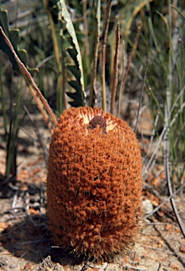 APII jpeg image of Banksia gardneri  © contact APII