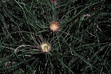 APII jpeg image of Banksia mucronulata  © contact APII