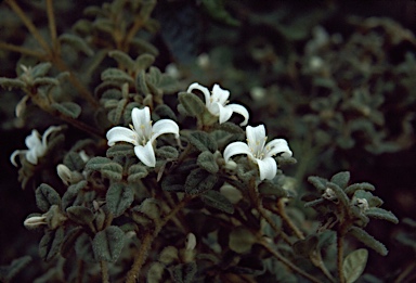 APII jpeg image of Correa alba var. pannosa  © contact APII