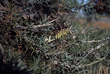 APII jpeg image of Grevillea armigera  © contact APII